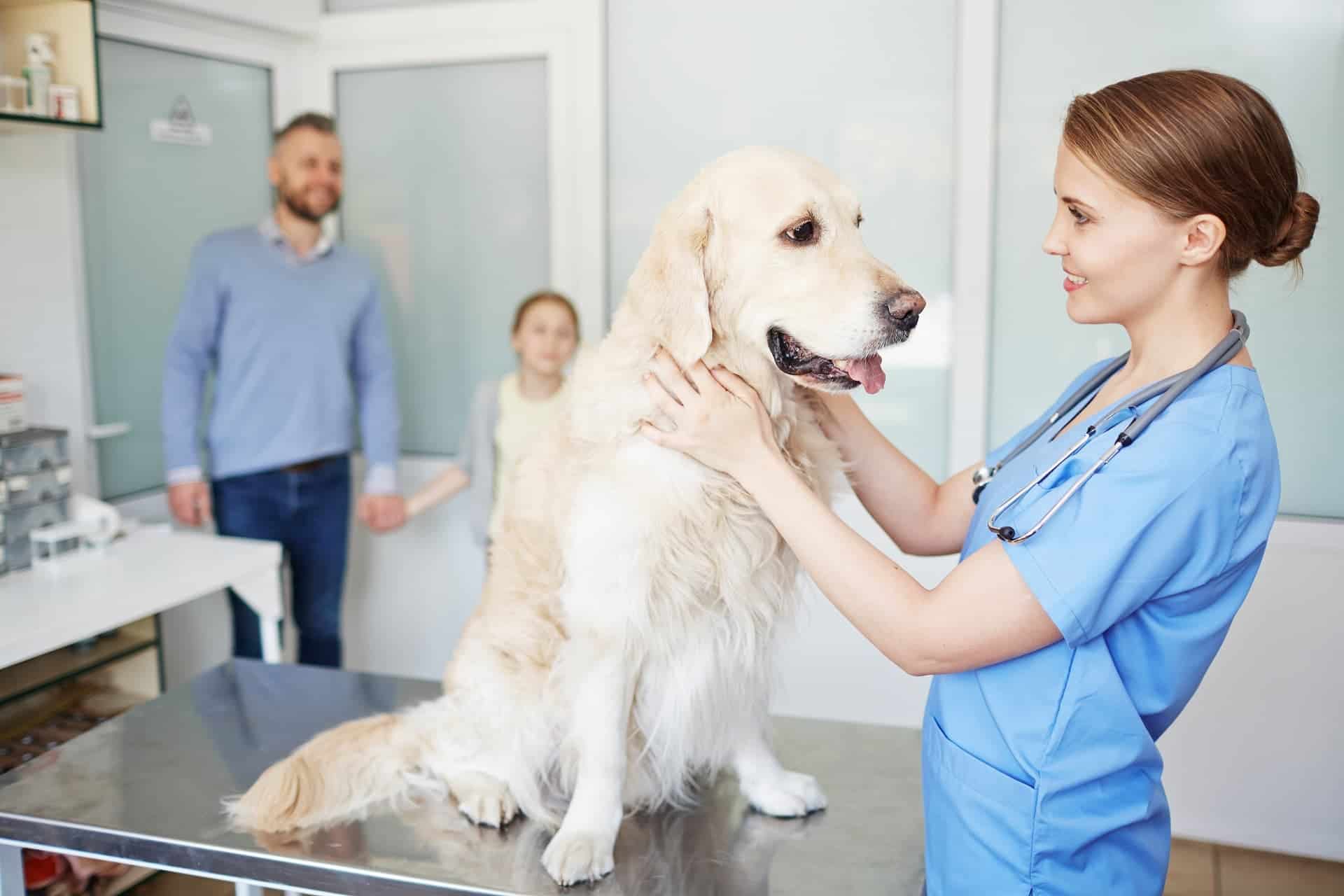 5 Adımda Evcil Hayvan Bakımı Nasıl Yapılır?